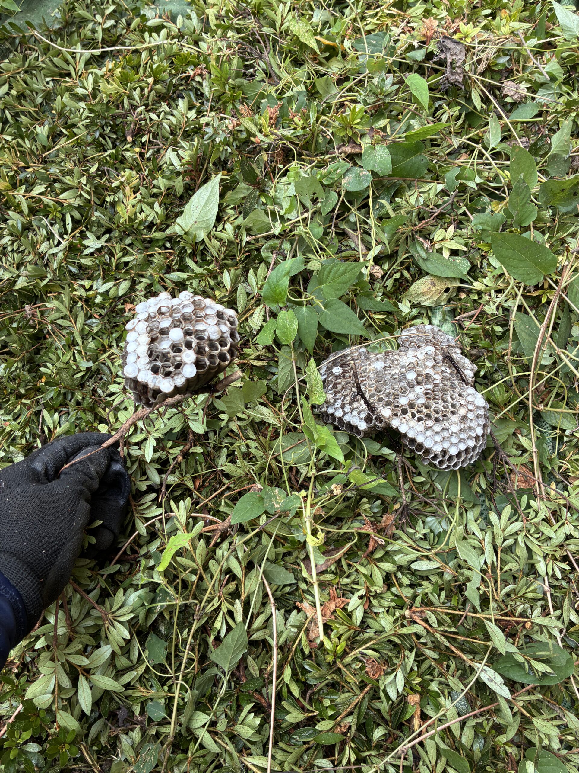 駆除した蜂の巣