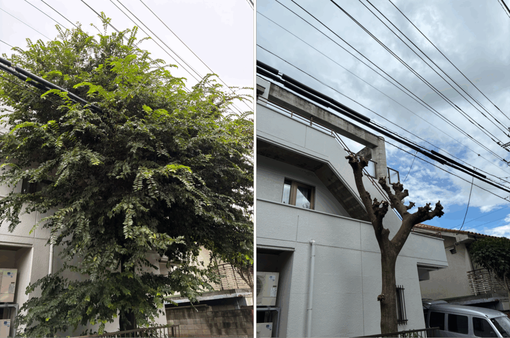 エノキ（榎 ）枝下ろし