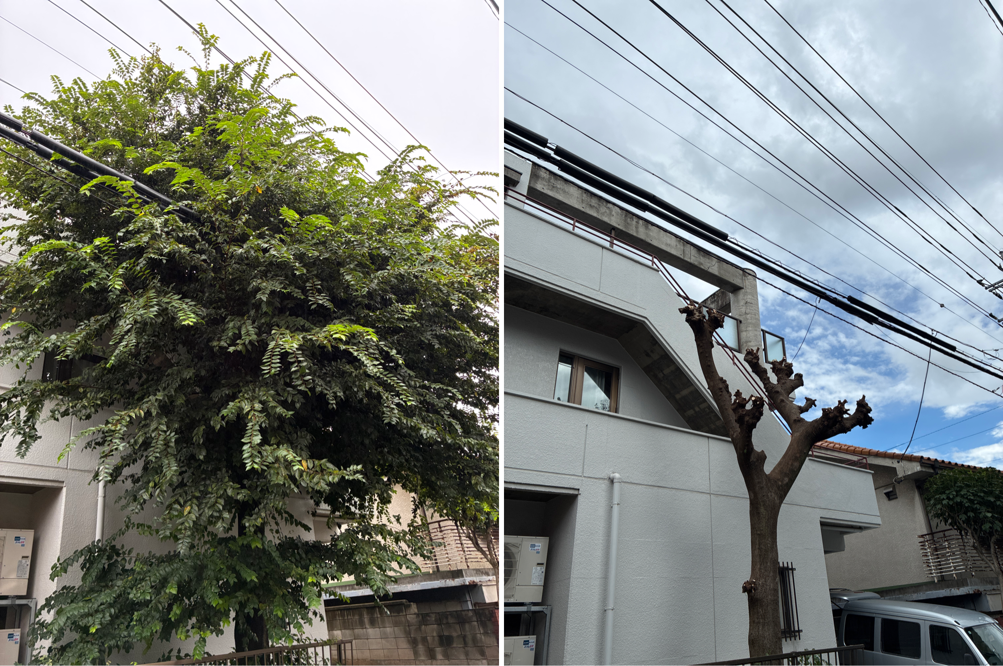 エノキ(榎 )枝下ろし