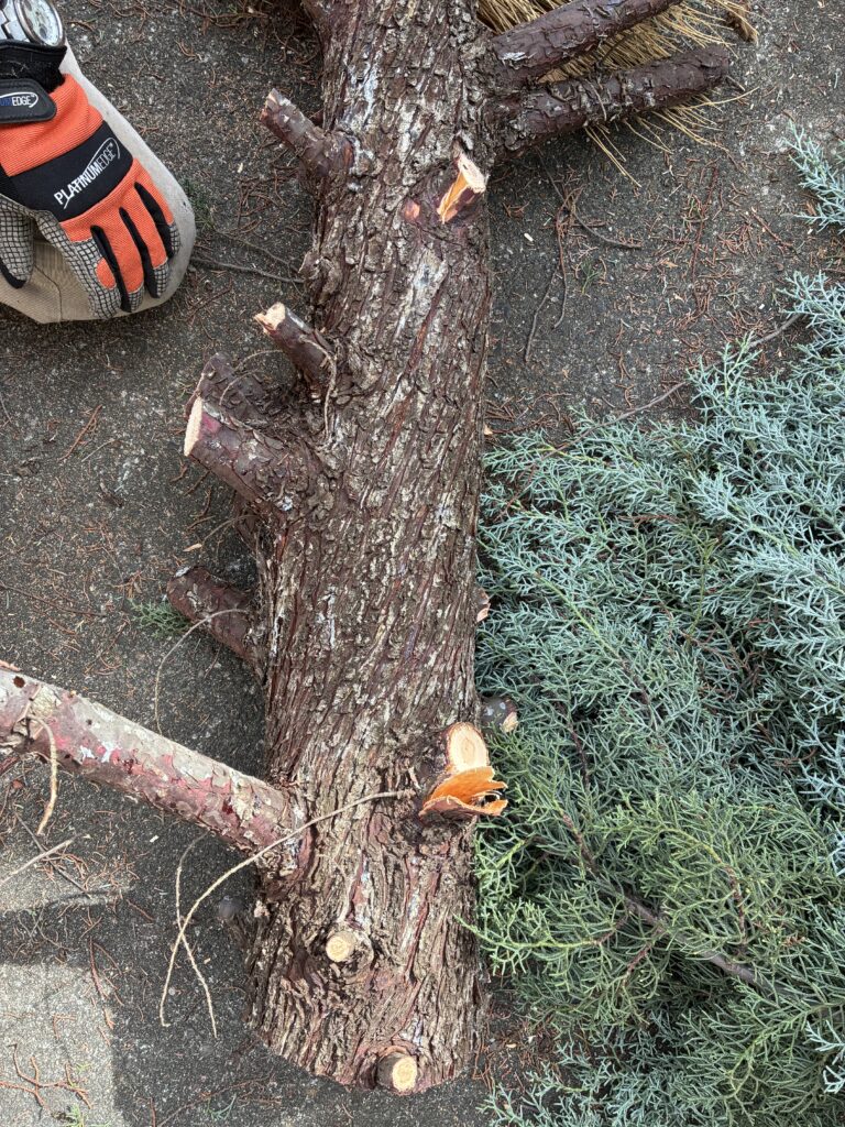伐採した樹木の一部を木工製品に変える