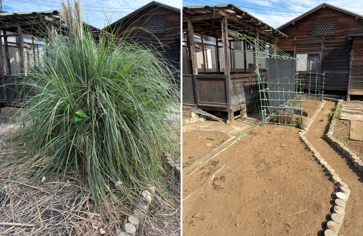 パンパスグラス(学名:Cortaderia selloana) と呼ばれる多年草です。 別名「シロガネヨシ(白銀葦)」の抜根の作業前後の写真 長尾アートガーデン お庭じまい