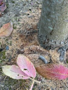メグスリノキにおがくず　カミキリムシの幼虫の仕業？