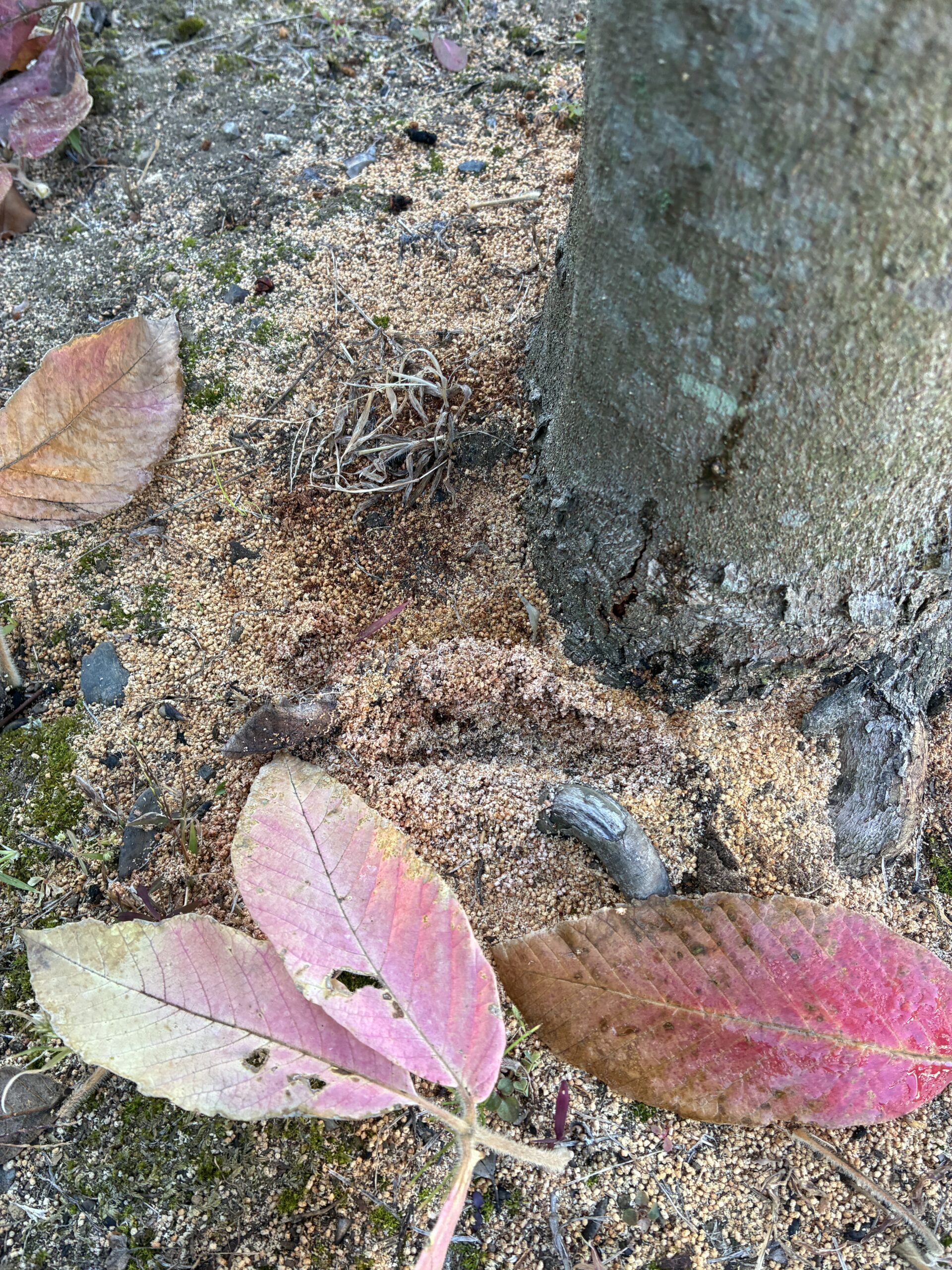 メグスリノキにおがくず　カミキリムシの幼虫の仕業？