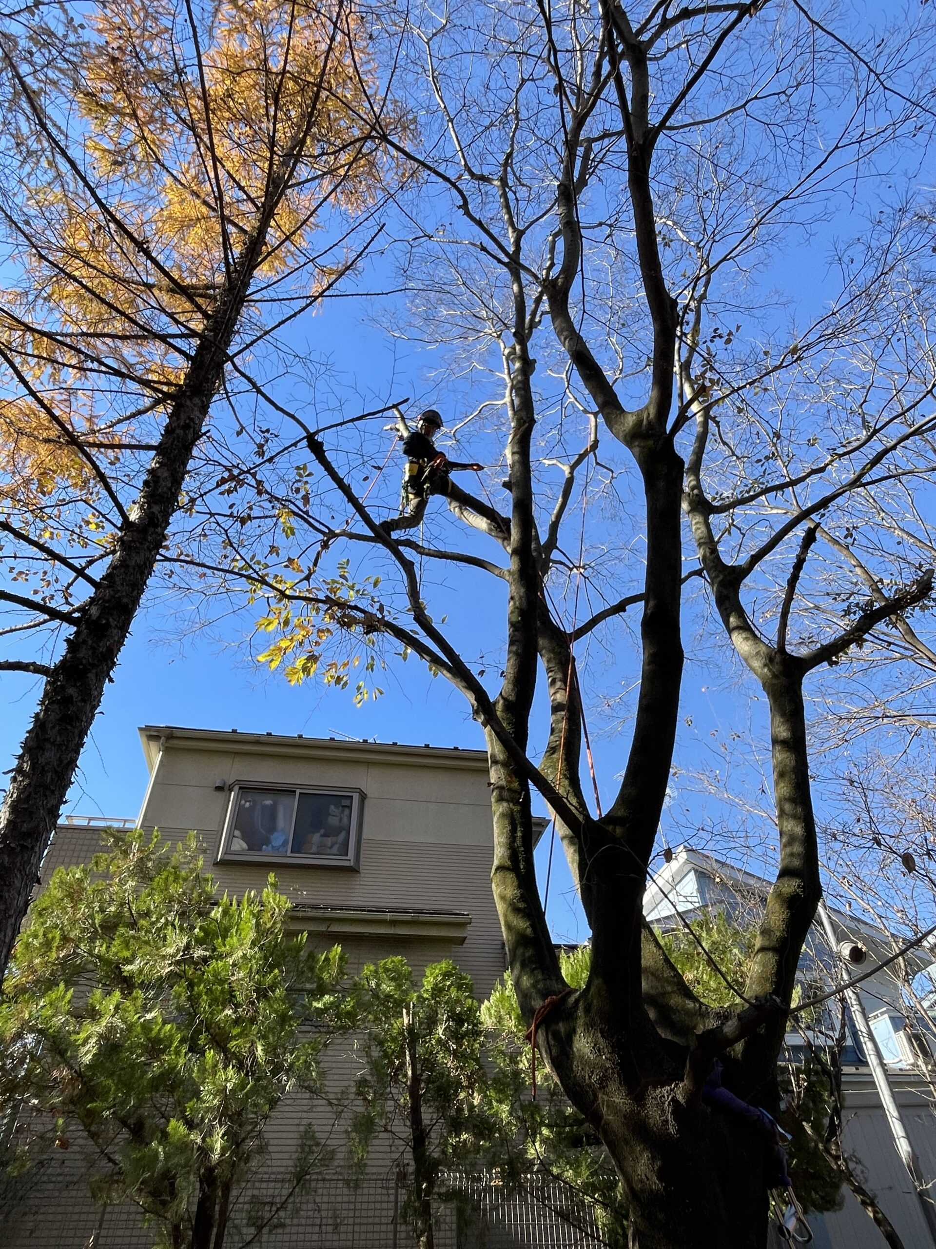 高木枝下ろし作業風景