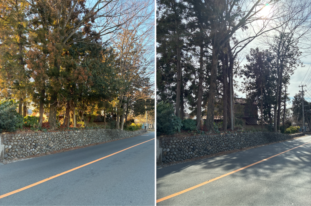 道路への越境枝剪定