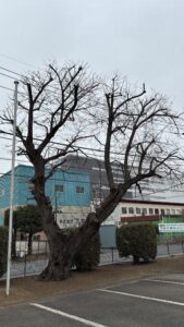 桜の剪定
