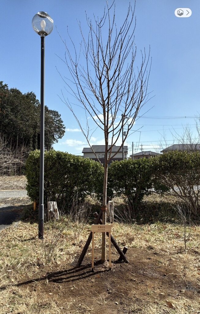 ジンダイアケボノ　植栽