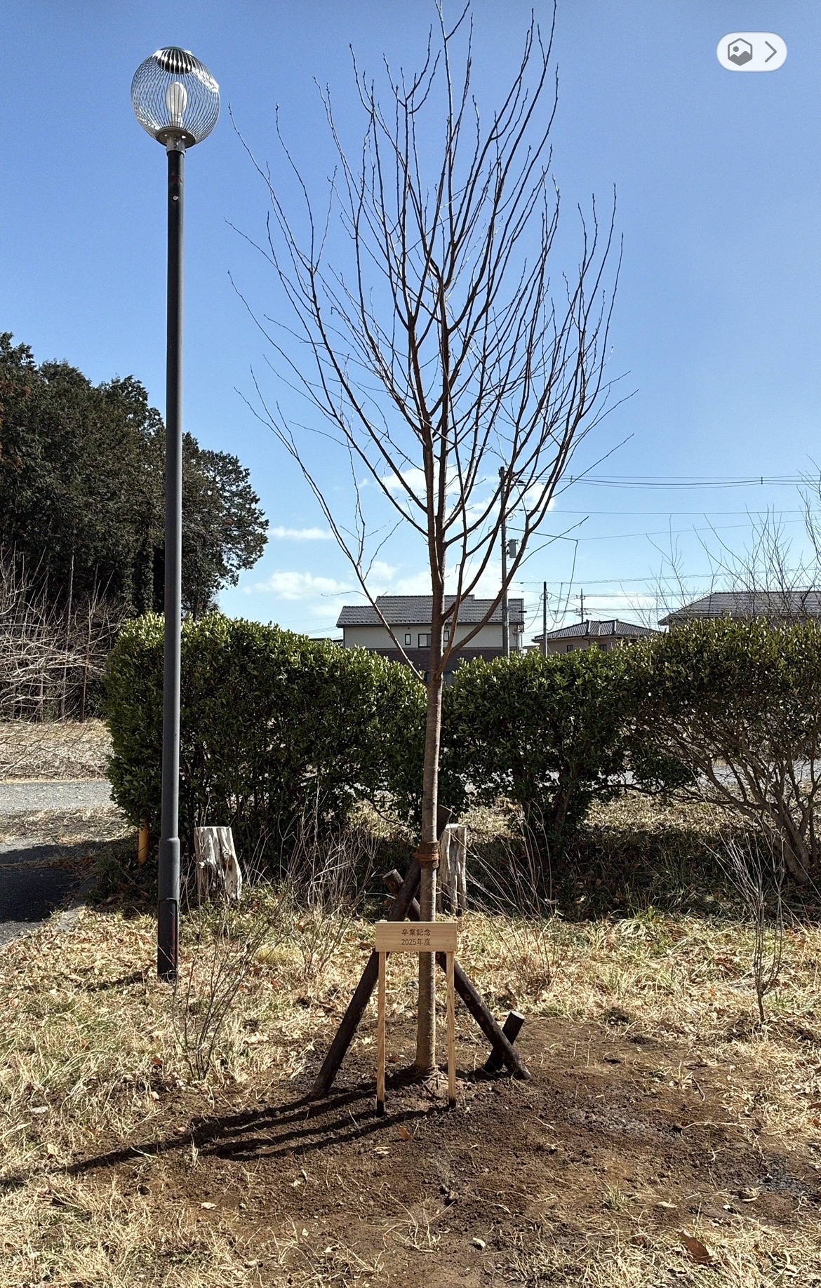 ジンダイアケボノ 植栽