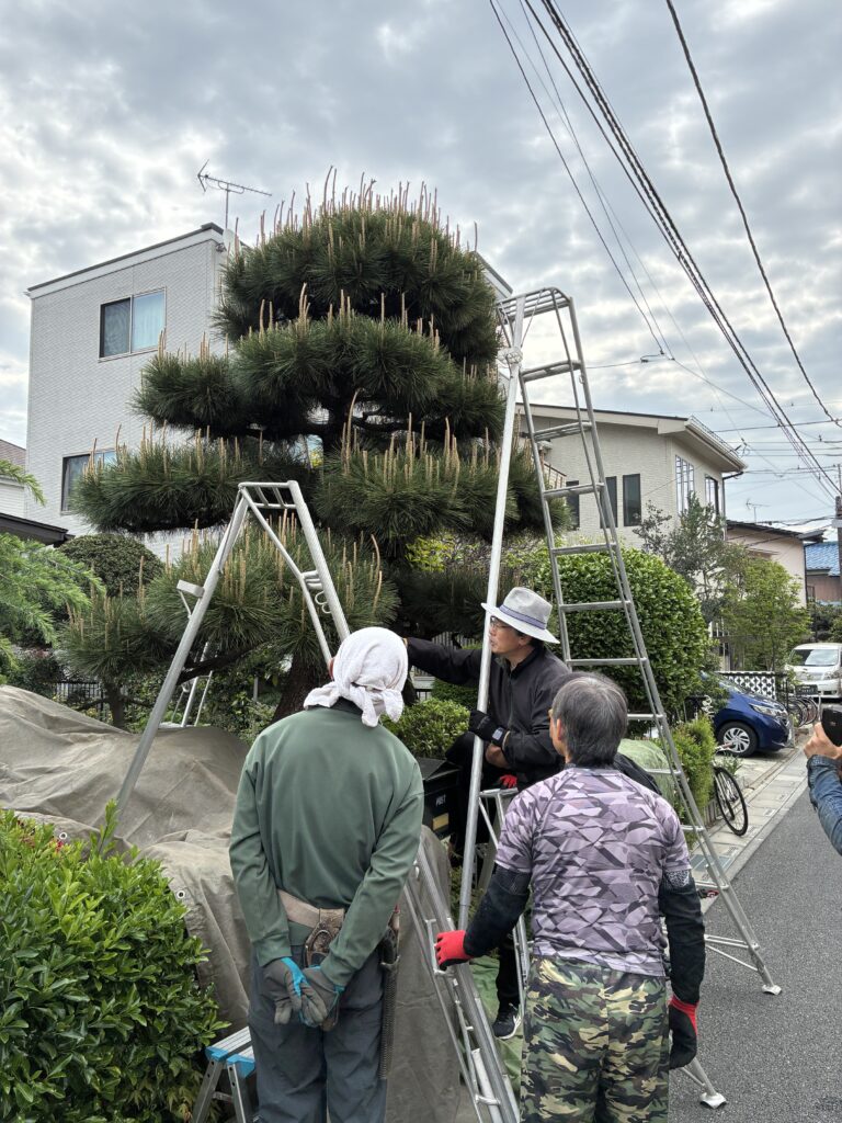 松の剪定教室